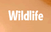 Click here for Wildlife